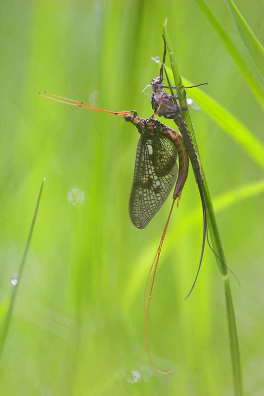 Metamorphose einer Eintagsfliege