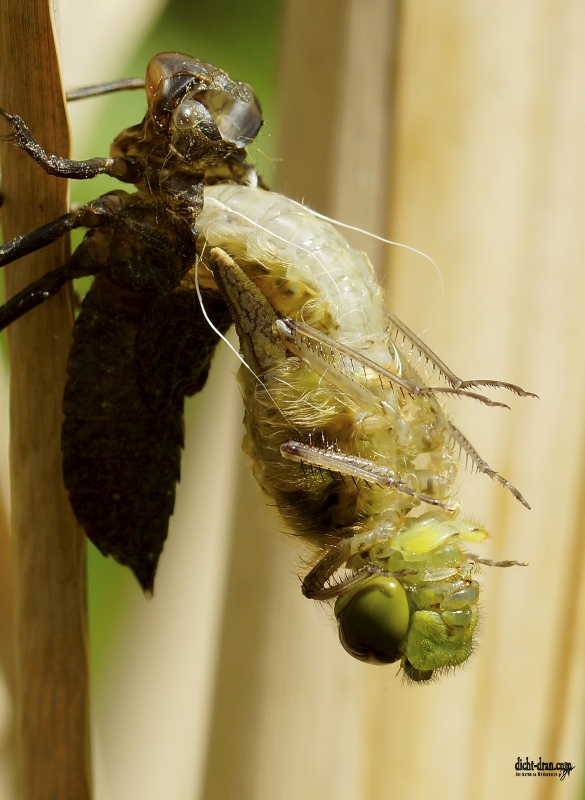 Metamorphose einer frühen Heidelibelle 2