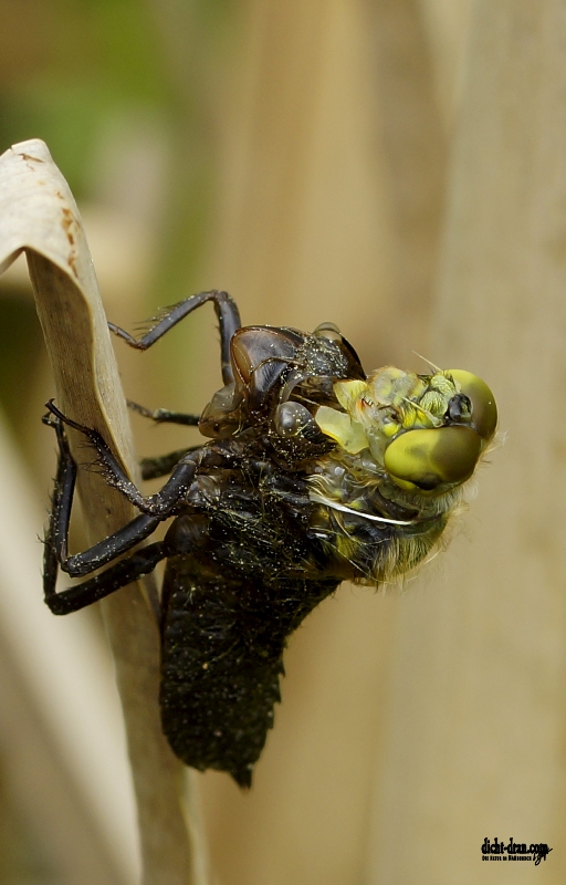 Metamorphose einer frühen Heidelibelle