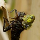 Metamorphose einer frühen Heidelibelle