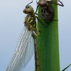 Metamorphose einer glänzenden Smaragdlibelle