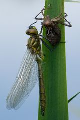 Metamorphose einer glänzenden Smaragdlibelle