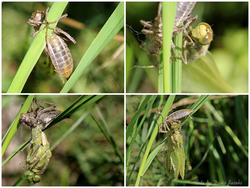 Metamorphose einer Libelle