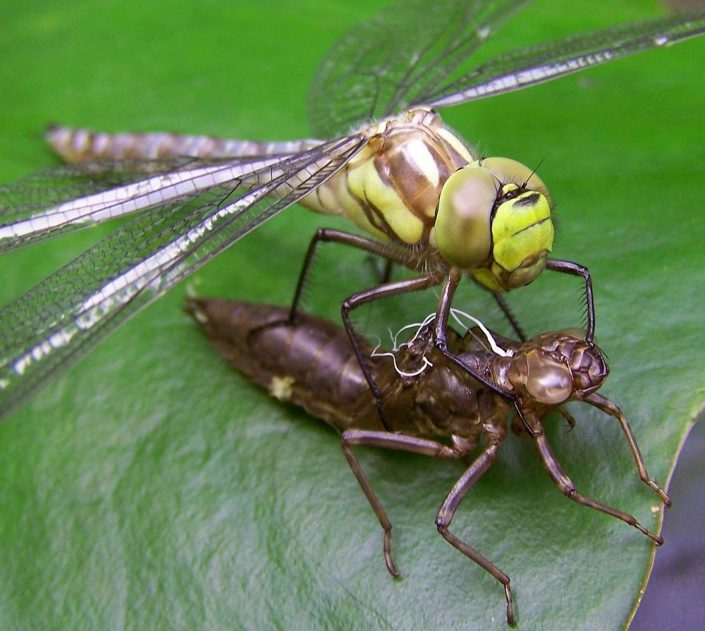 Metamorphose einer Libelle