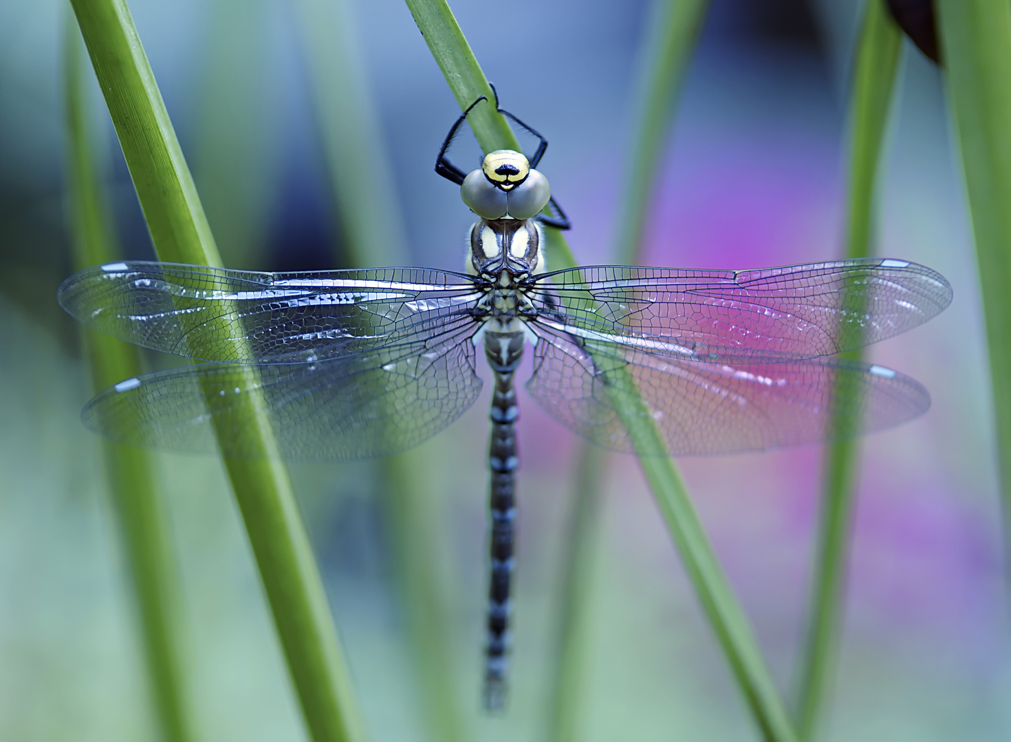 Metamorphose einer Libellenlarve in eine Blaugrüne Mosaikjungfer (Aeshna cyanea)