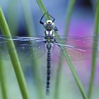 Metamorphose einer Libellenlarve in eine Blaugrüne Mosaikjungfer (Aeshna cyanea)