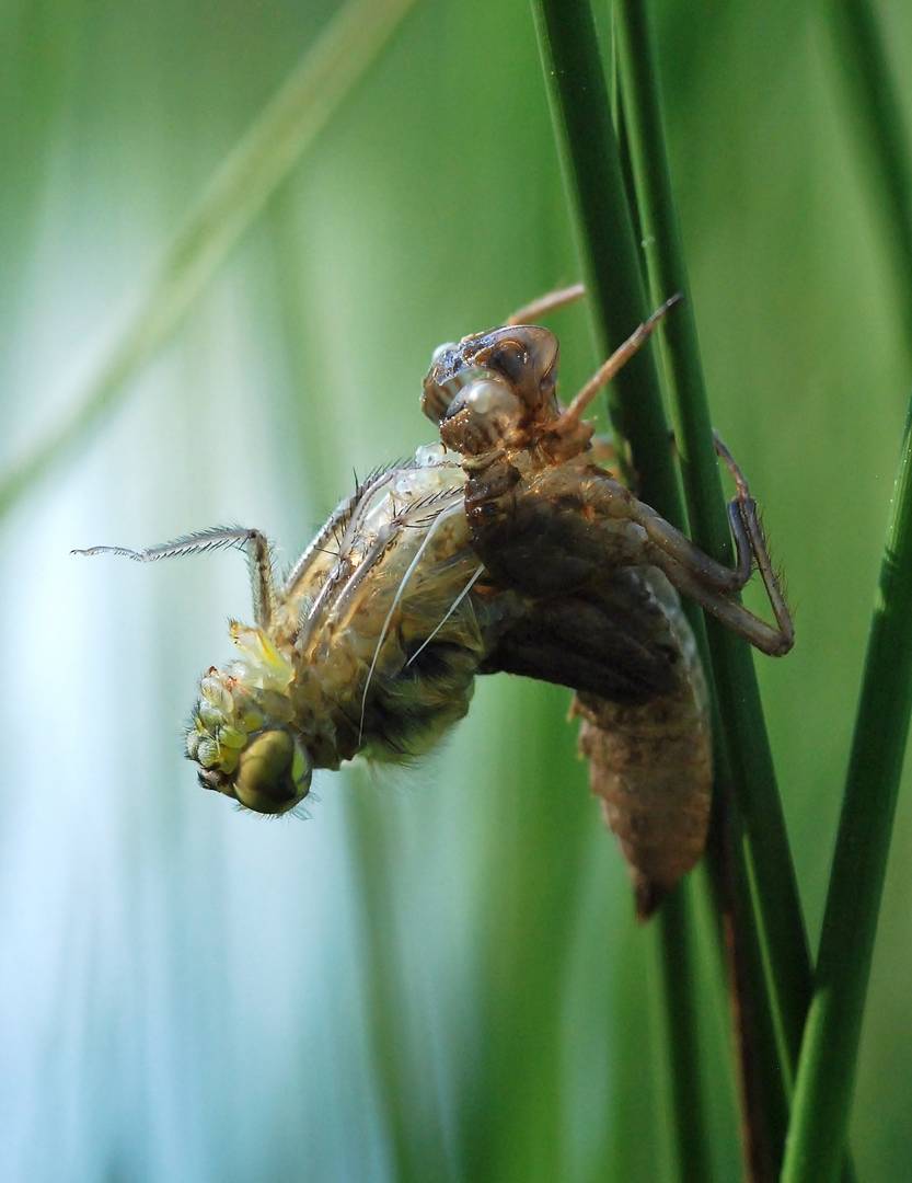 Metamorphose einer Vierflecklibelle 2