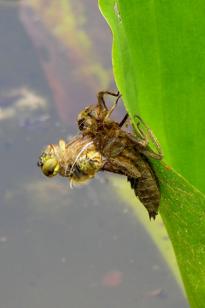 Metamorphose eines Vierflecks (Libellula quadrimaculata)