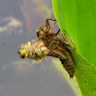 Metamorphose eines Vierflecks (Libellula quadrimaculata)