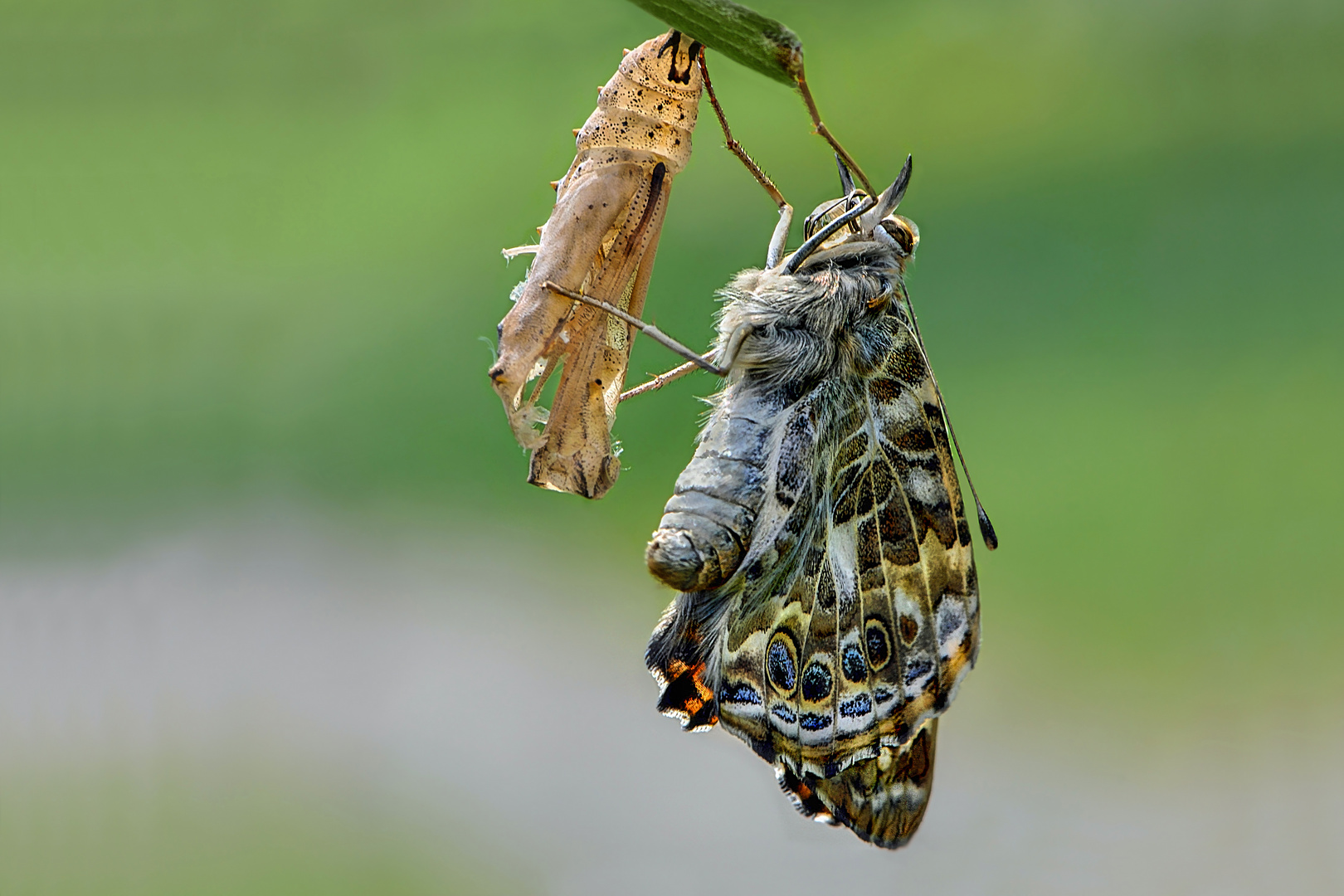 Metamorphose Foto & Bild tiere, wildlife, schmetterlinge Bilder auf