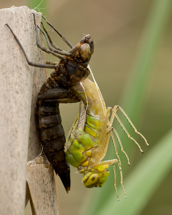 Metamorphose grosse Königslibelle (1)