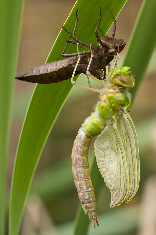 Metamorphose grosse Königslibelle (2)