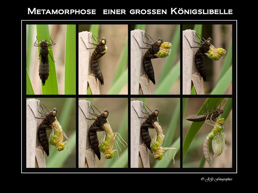 Metamorphose in 8 Schritten