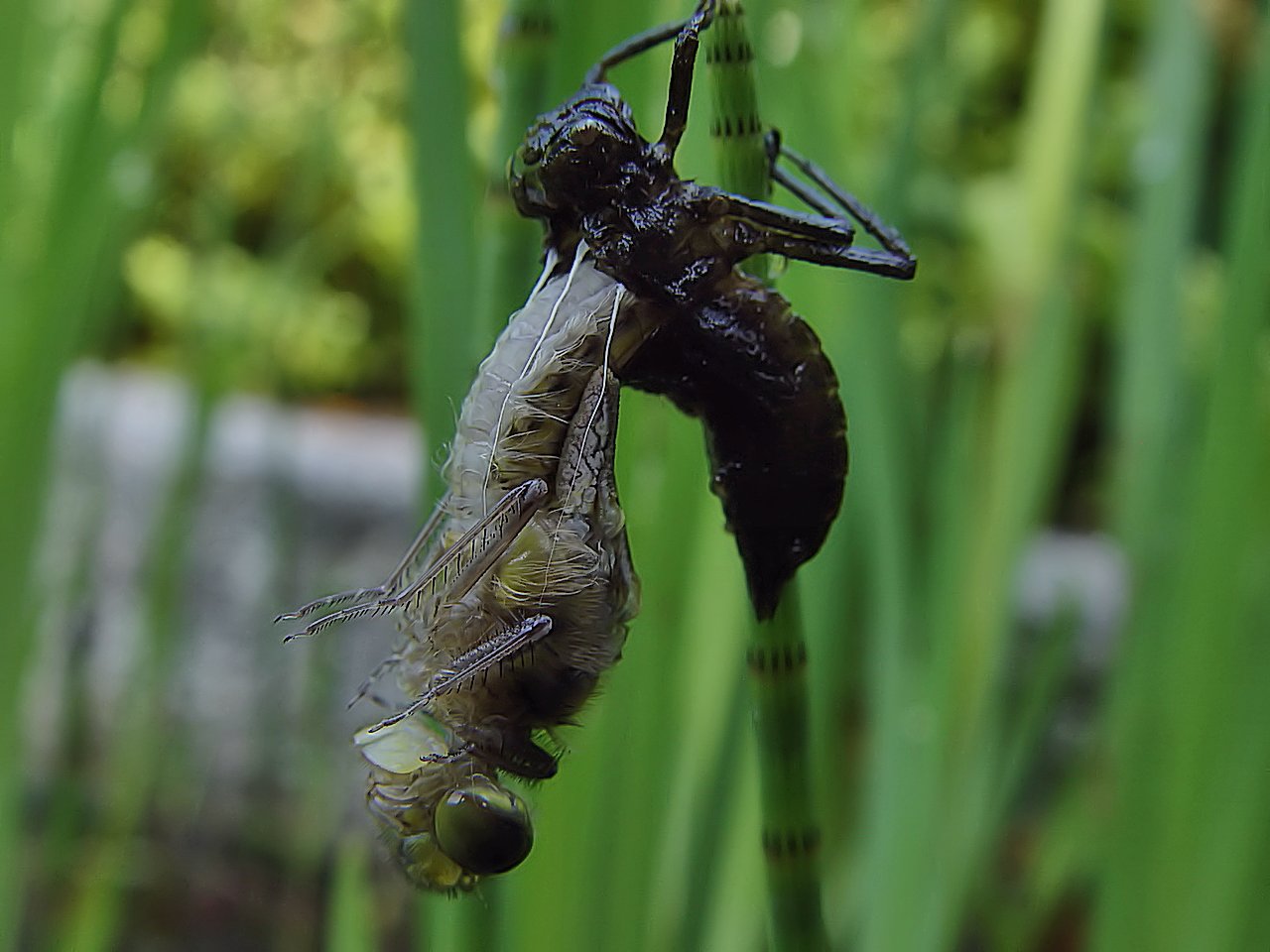 Metamorphose in ein luftiges Leben