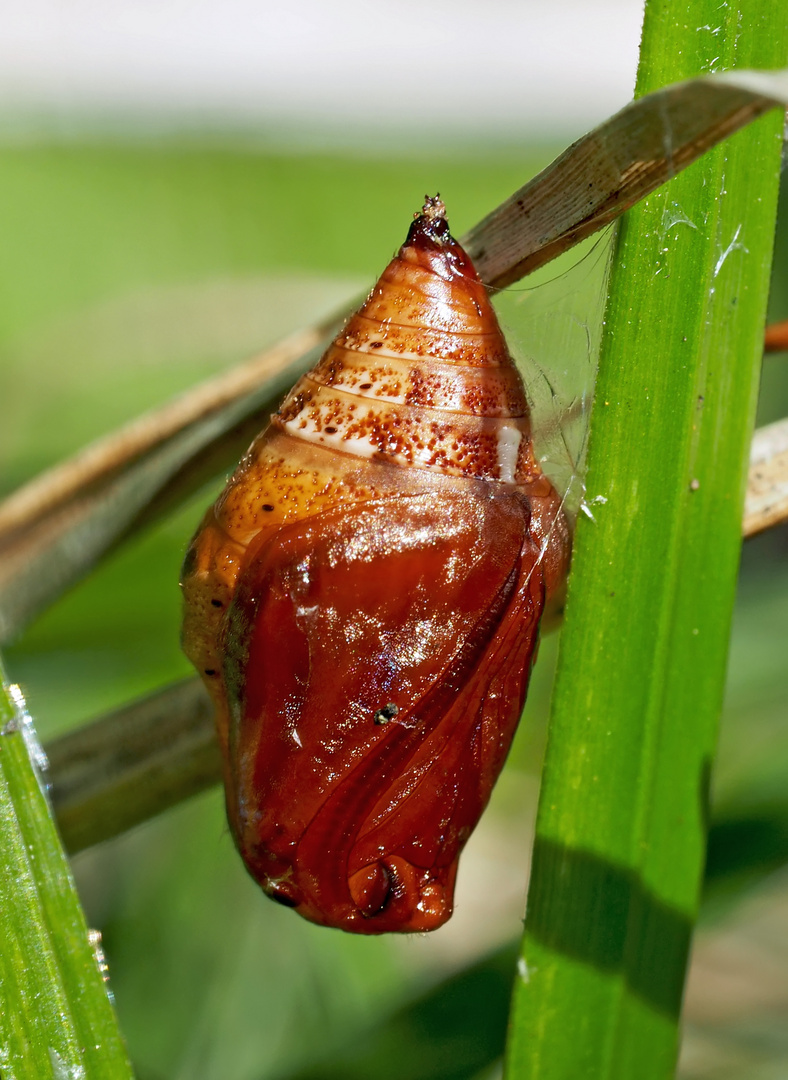 Metamorphose! Ist das nicht ein Wunder? Foto 2 - Métamorphose! N'est-ce pas un prodige?