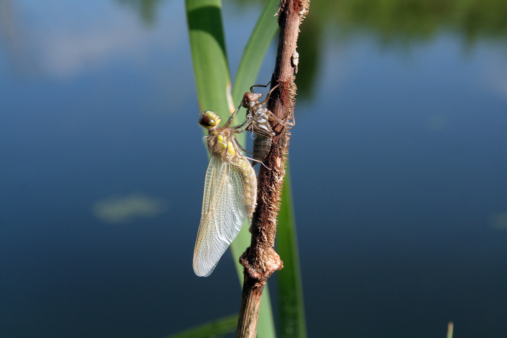 Metamorphose Libelle