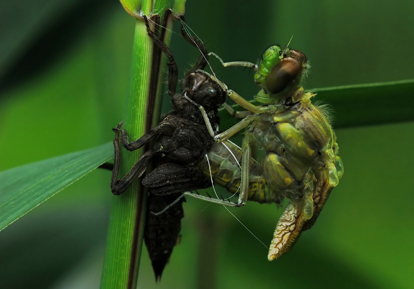 Metamorphose Mosaikjungfer