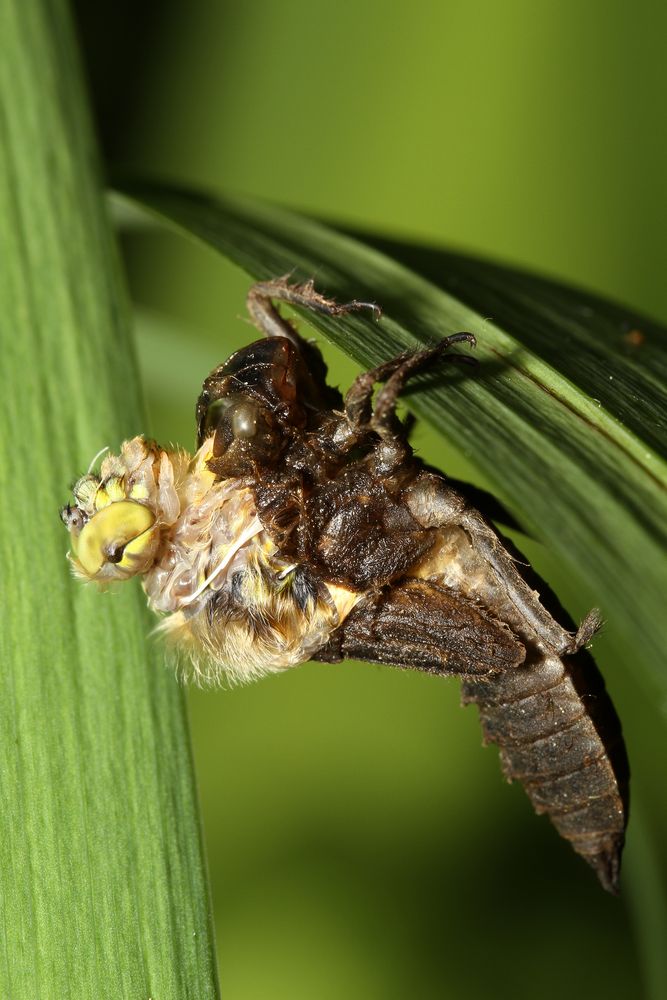 Metamorphose oder: die Geburt eines Vierfleck (Teil 2 von 6)