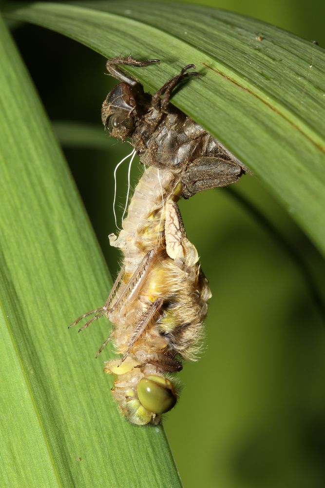 Metamorphose oder: die Geburt eines Vierfleck (Teil 3 von 6)