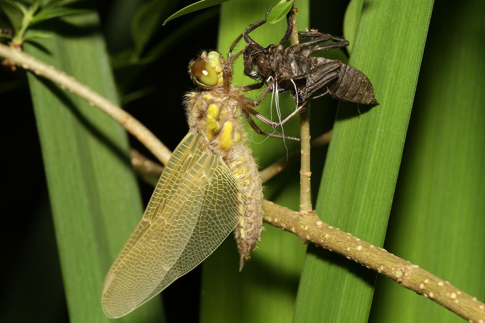 Metamorphose oder: die Geburt eines Vierfleck (Teil 5 von 6)