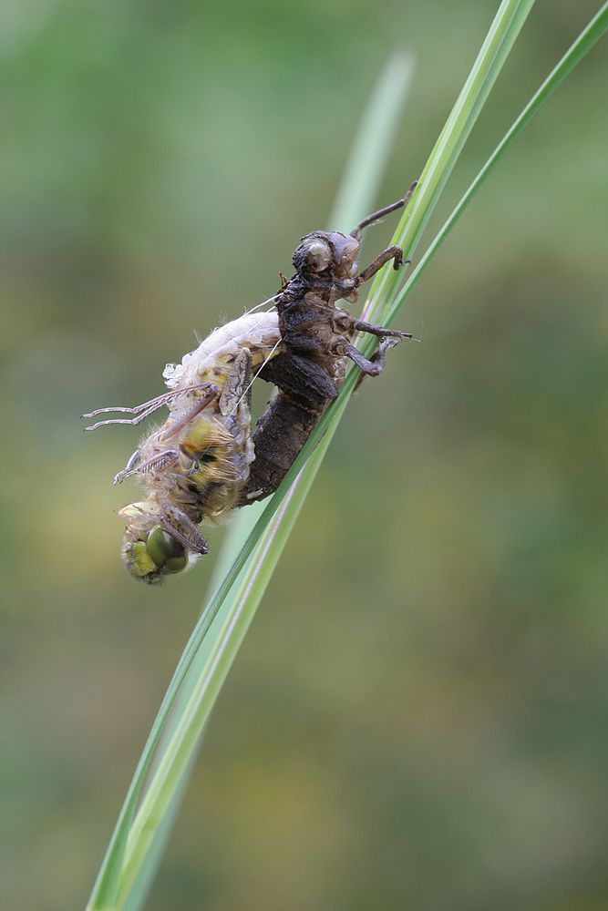 Metamorphose-Vierfleck