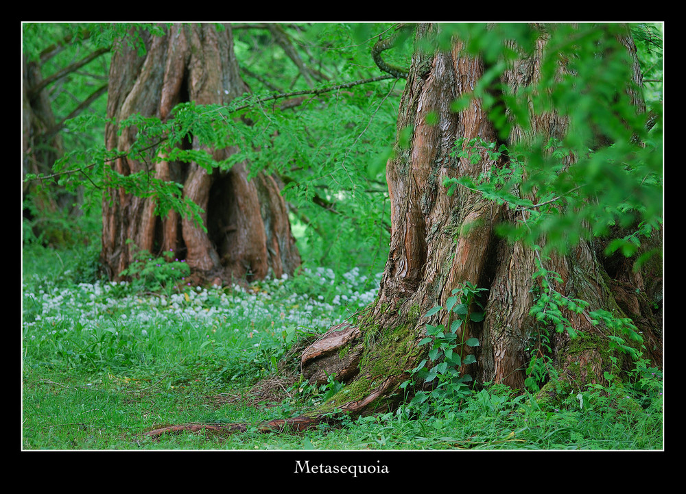 Metasequoia