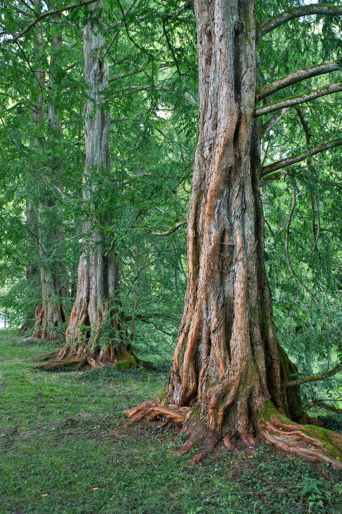 Metasequoia-Allee