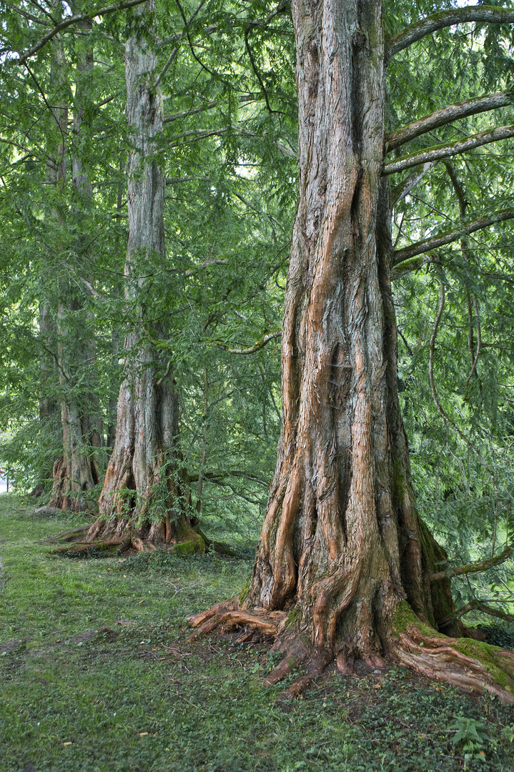 Metasequoia-Allee