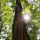 Metasequoia glyptostroboides