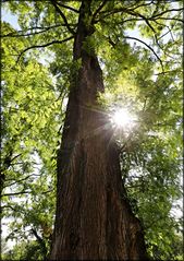 Metasequoia glyptostroboides