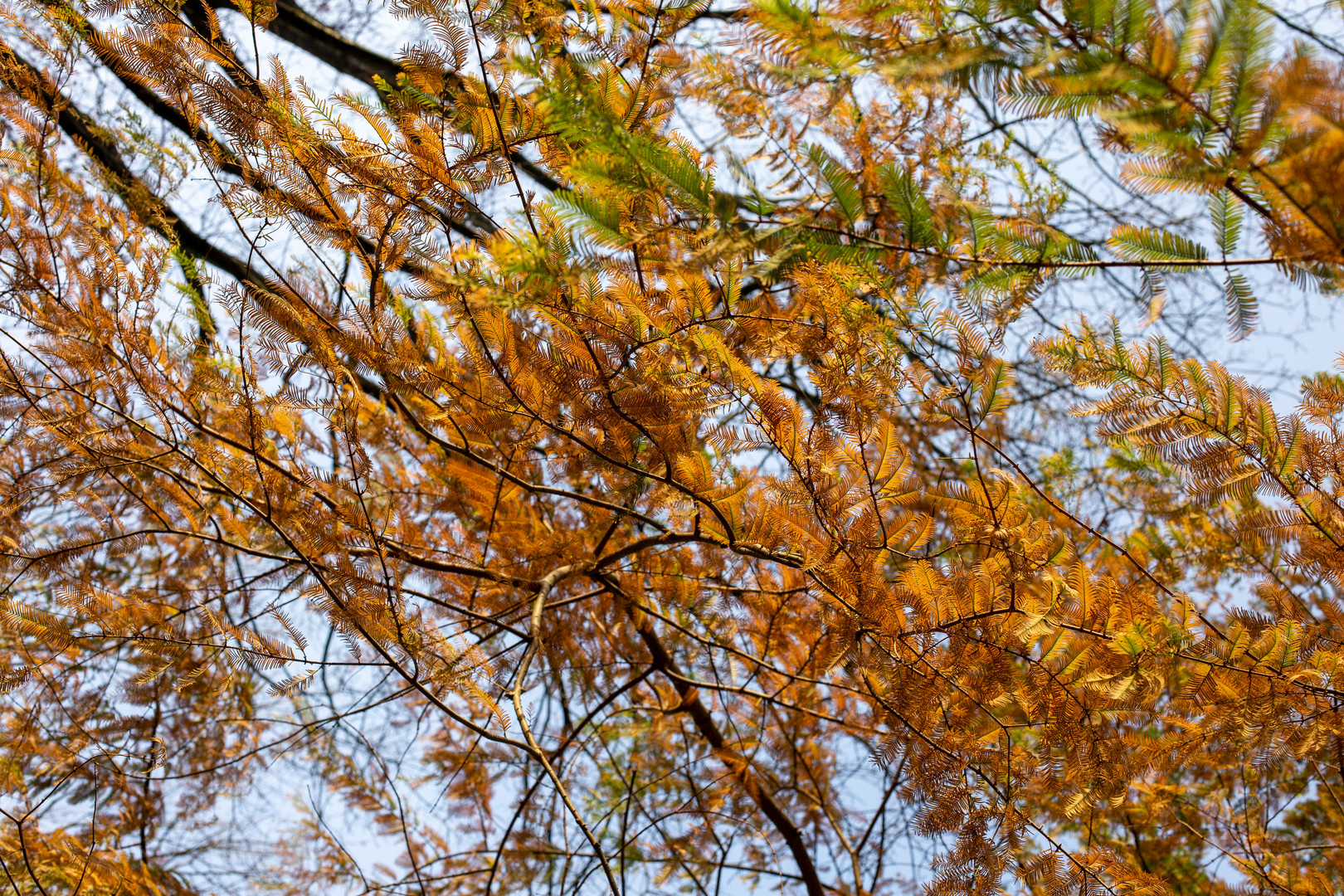 Metasequoia glyptostroboides