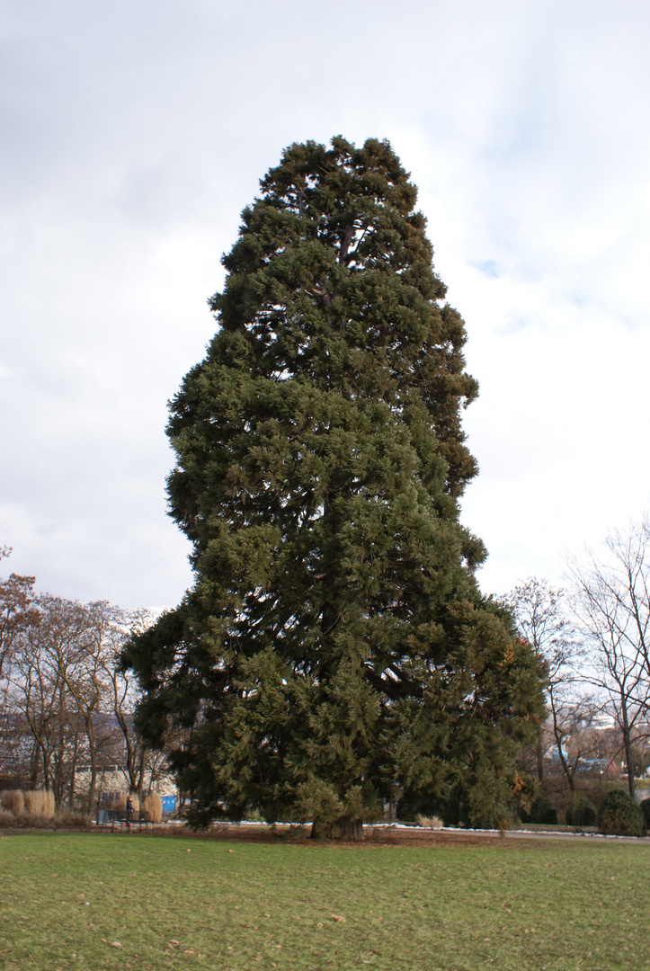 Metasequoia glyptostroboides (Urweltmammutbaum)