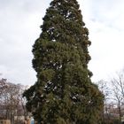 Metasequoia glyptostroboides (Urweltmammutbaum)