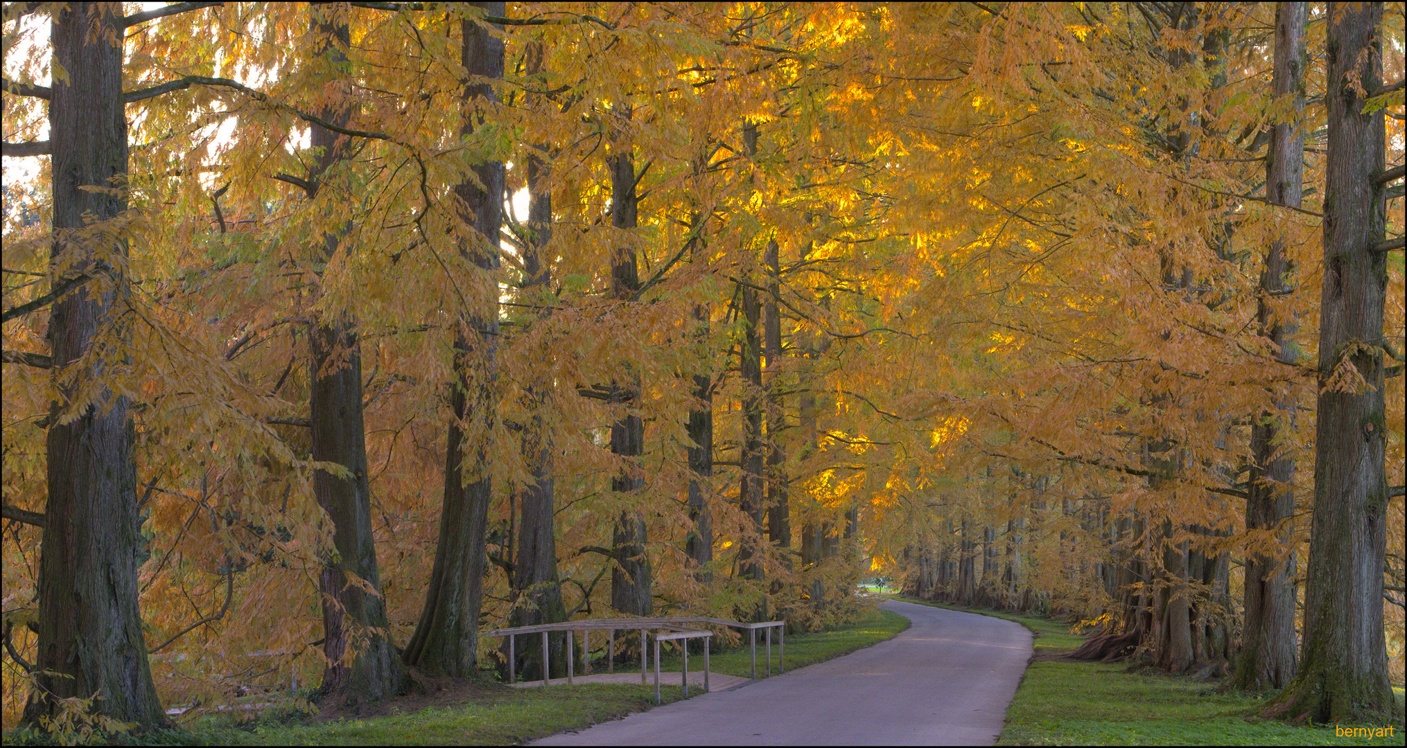 Metasequoiaallee (Urmammutbaum)...