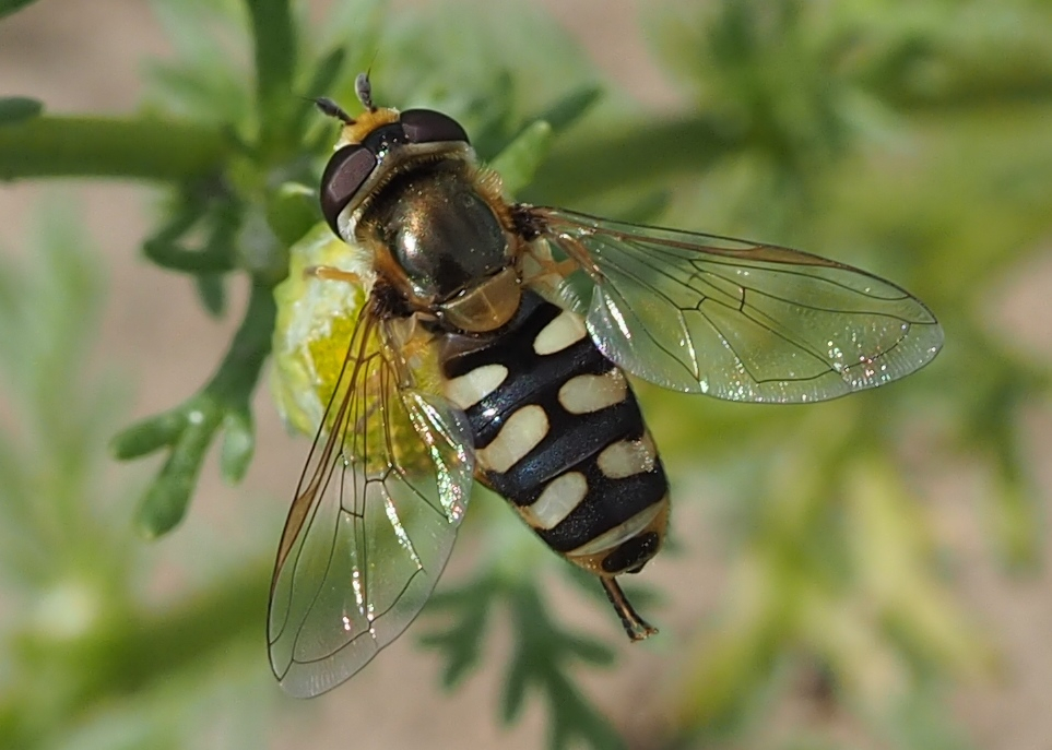 Metasyrphus corollae w II