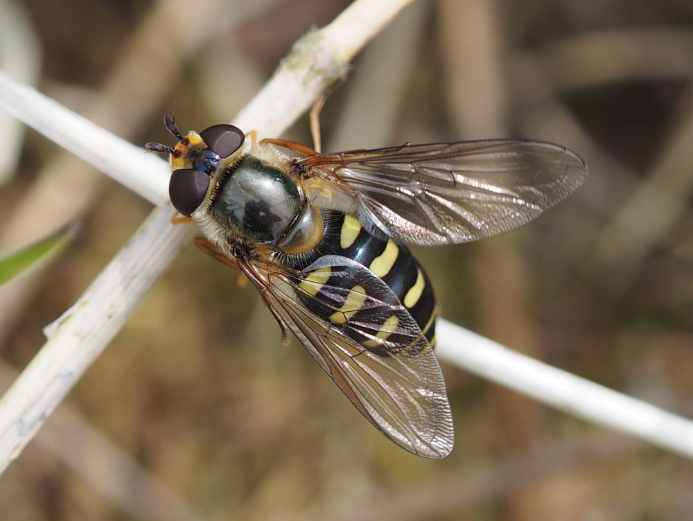 Metasyrphus luniger w, Mondfleck-Feldschwebfliege