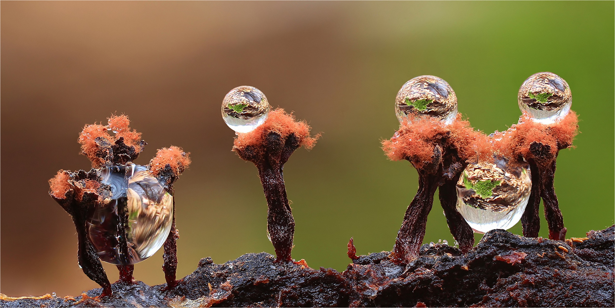 Metatrichia floriformis