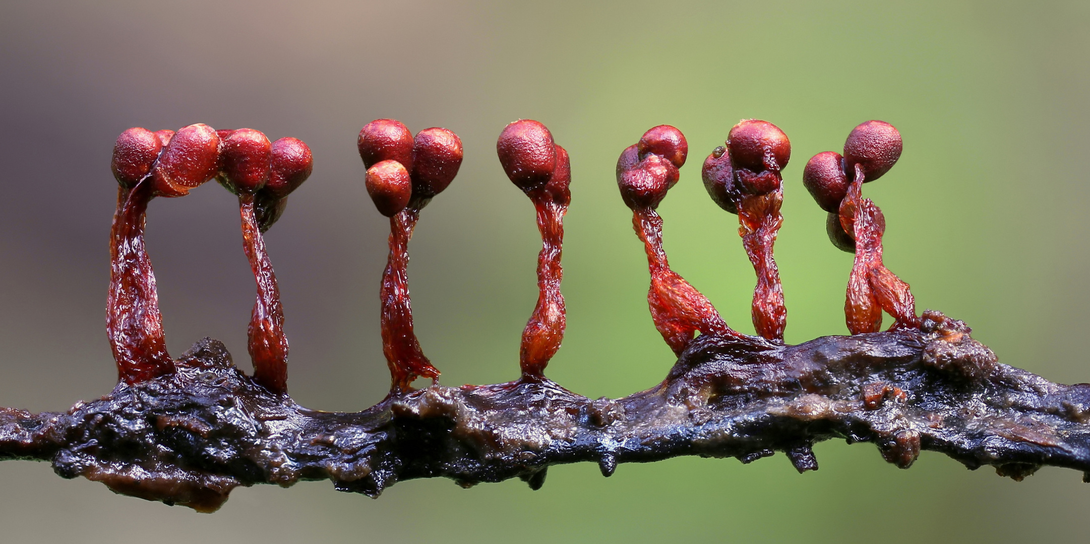 Metatrichia floriformis