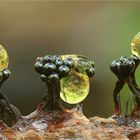 Metatrichia floriformis