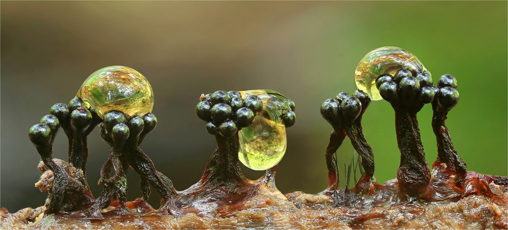 Metatrichia floriformis Foto & Bild myxomyceten, makro, natur Bilder