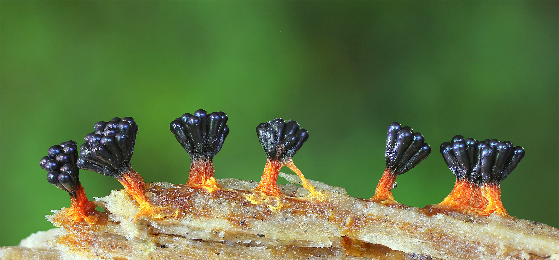 Metatrichia vesparium Foto & Bild wald, makro, natur Bilder auf