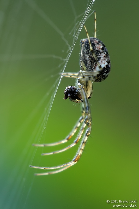 Metellina cf. segmentata