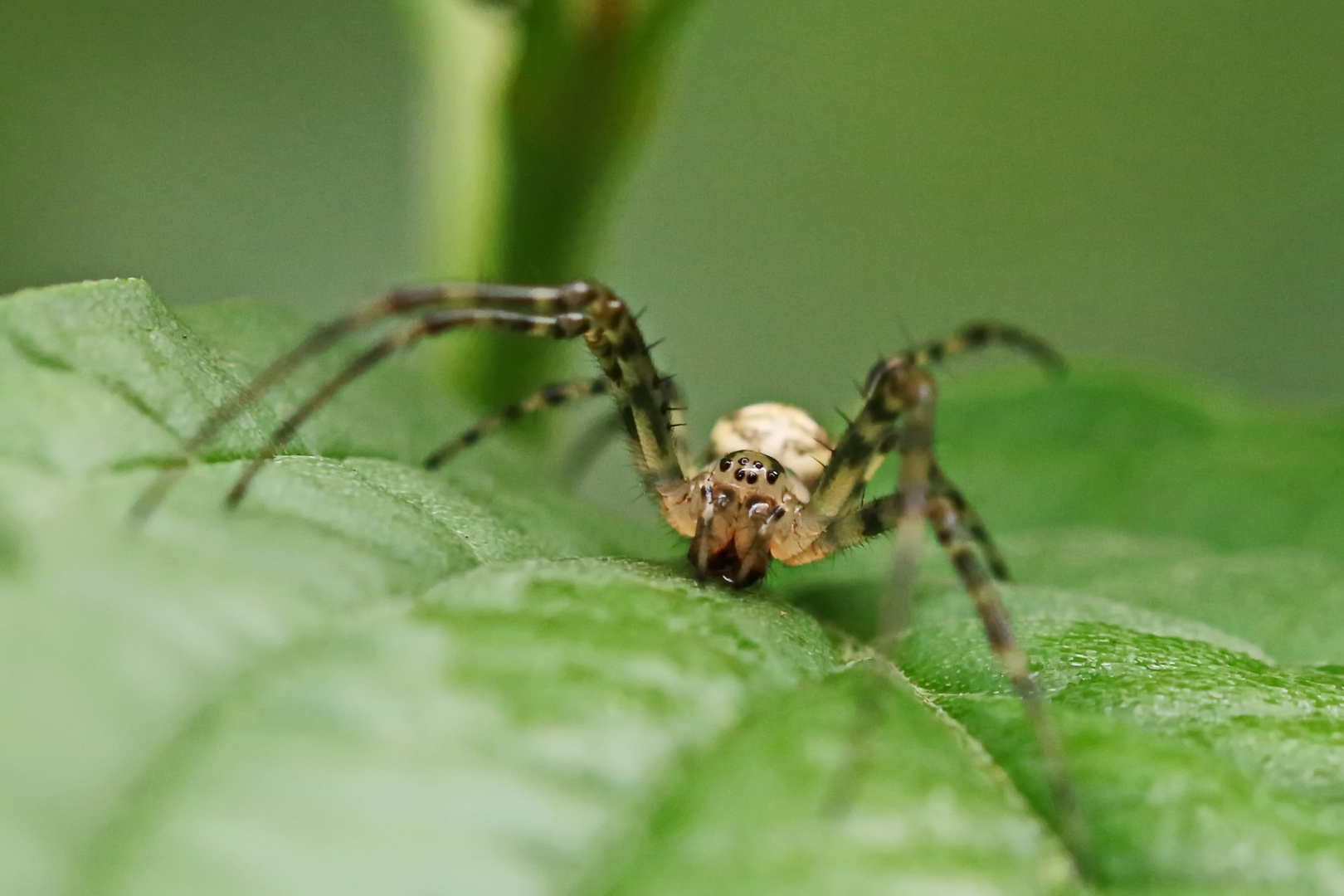 Metellina mengei