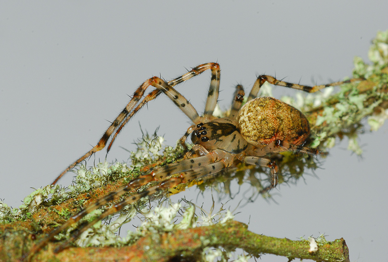 Metellina merianae