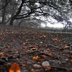 meteorologischer herbst