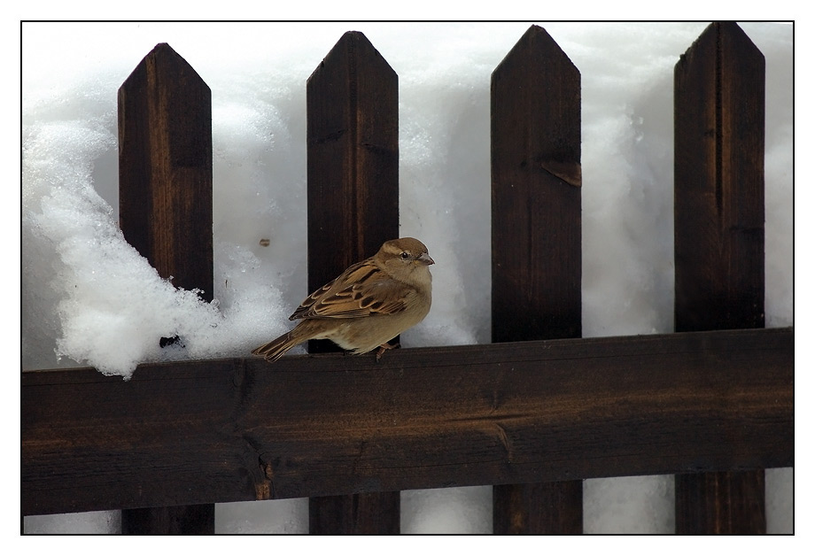 Meterhoch der Schnee sich türmt....