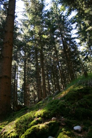 meterhohe Bäume,moosweiche Wege und gigantisch hohe Bäume