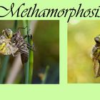 Methamorphosis