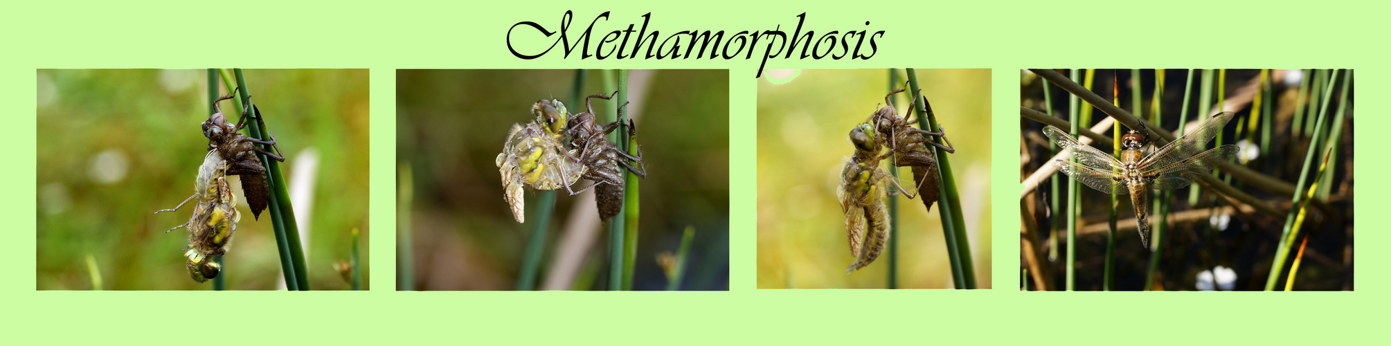 Methamorphosis