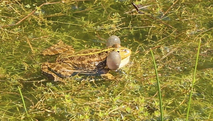 Méthode de chant de la grenouille